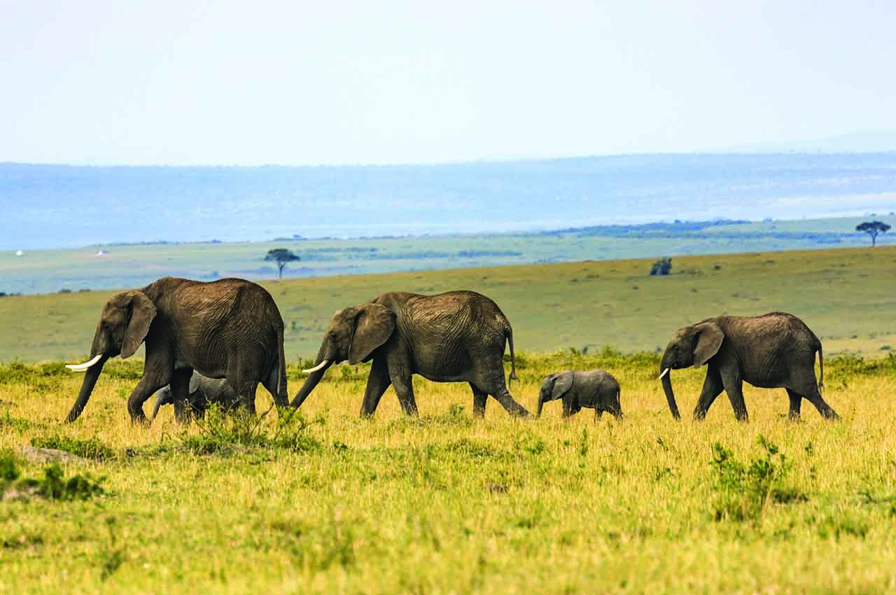 Elephant tanzania