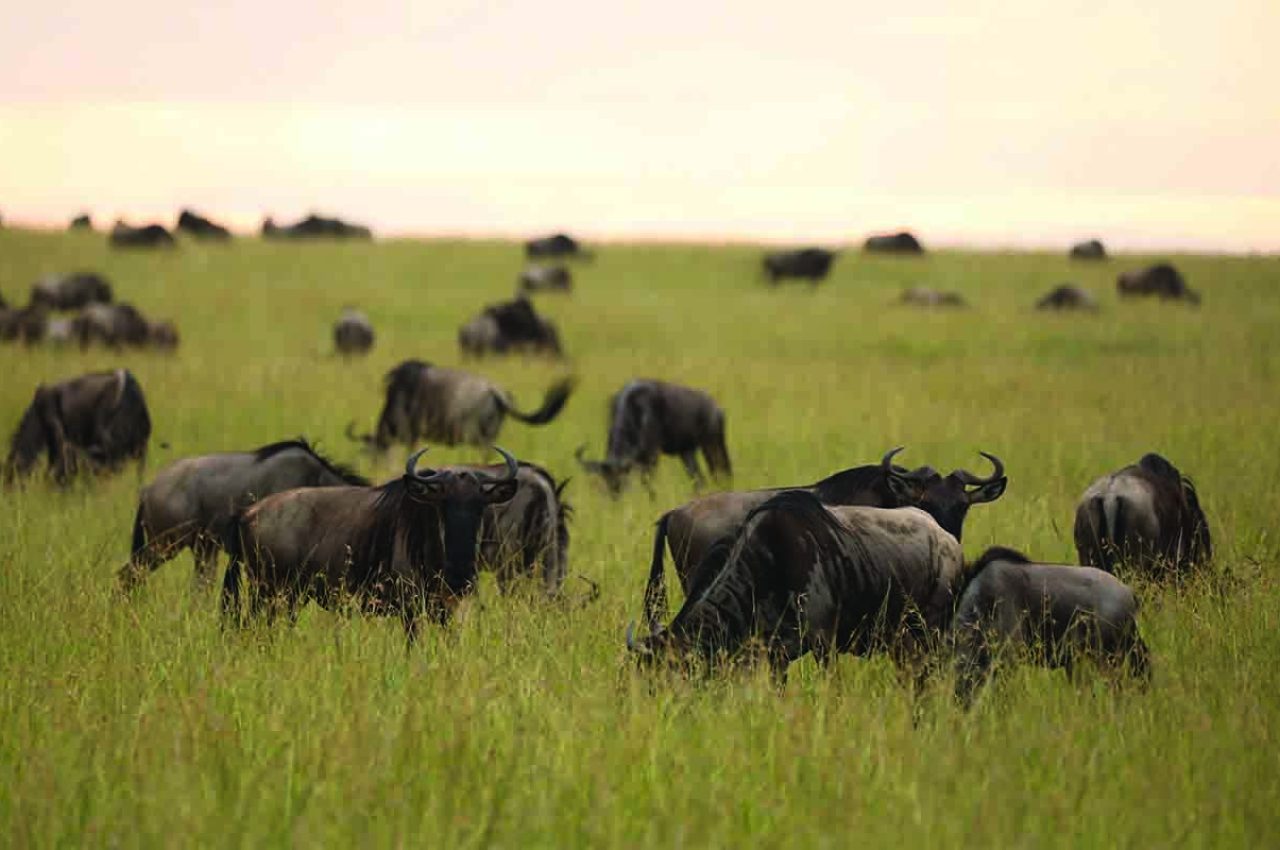 Migration safari