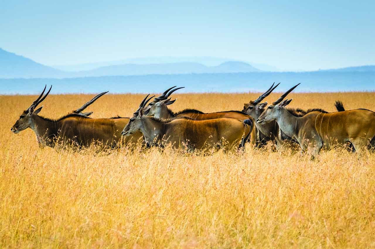 Tanzania national Park