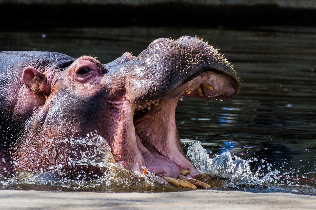 hippo-2082662_1280