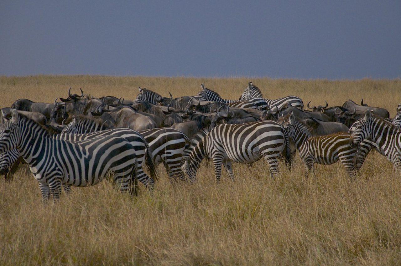 wildebeest-7093887_1280 (2)