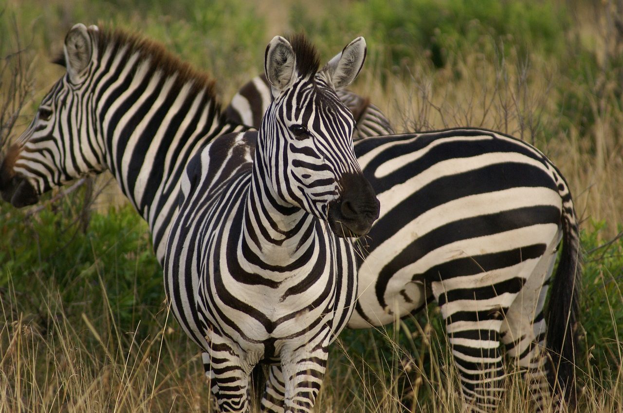 zebra-4721777_1280 (1)